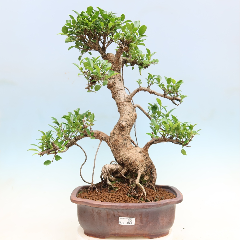 Salle bonsaï - Ficus kimmen - ficus à petites feuilles