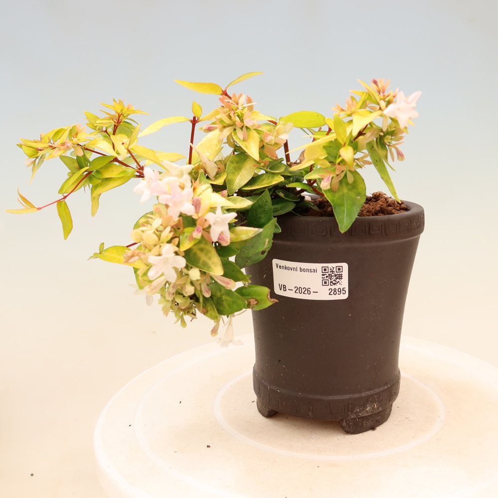 Bonsaï d'extérieur - Abelia gr. Kleidoscope - Abélie à grandes fleurs
