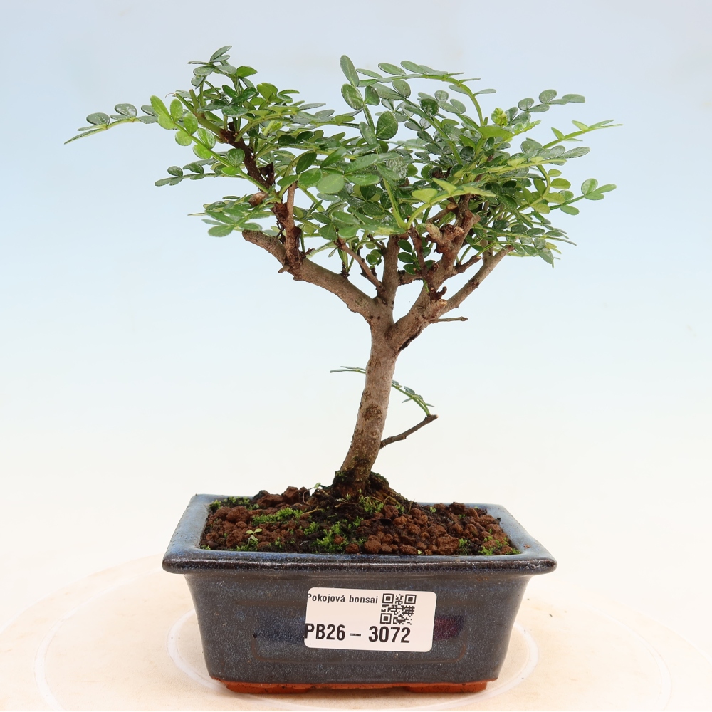 Salle bonsaï - Zantoxylum piperitum - arbre à poivre