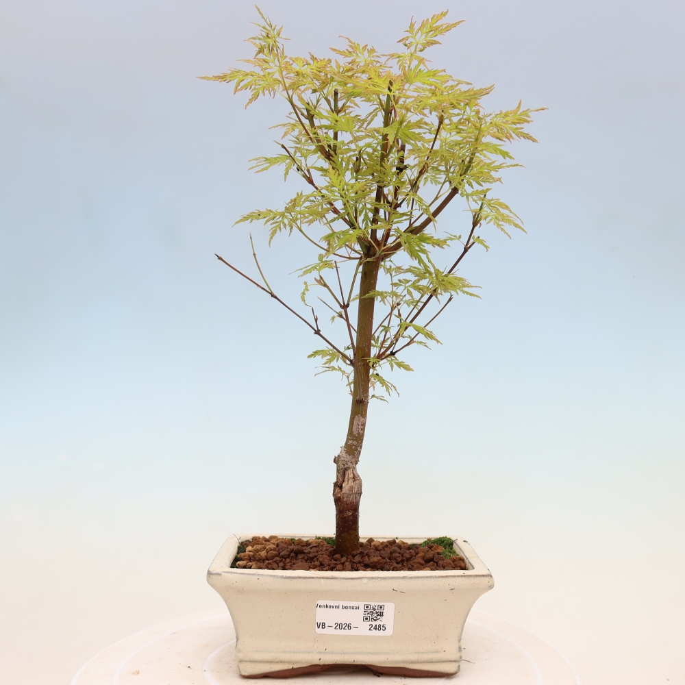 Bonsaï d'extérieur - Acer palmatum Dissectum