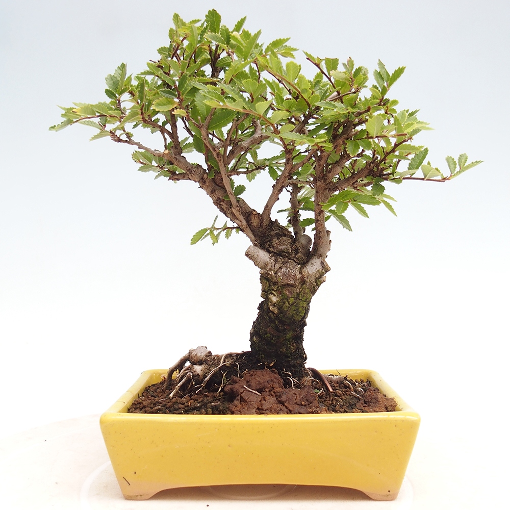 Bonsaï d'extérieur - Zelkova - Zelkova NIRE