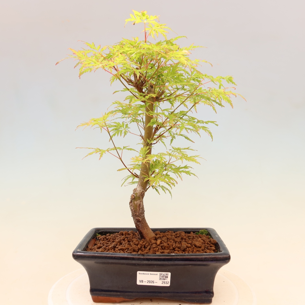 Bonsaï d'extérieur - Acer palmatum Dissectum