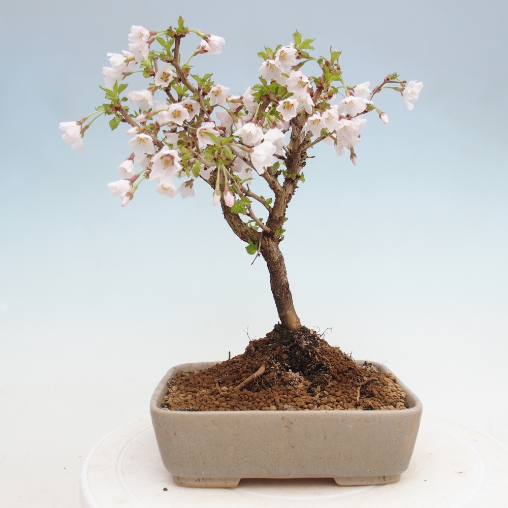 Bonsaï d'extérieur - Prunus incisa Kojou-no mai-Plivon découpé