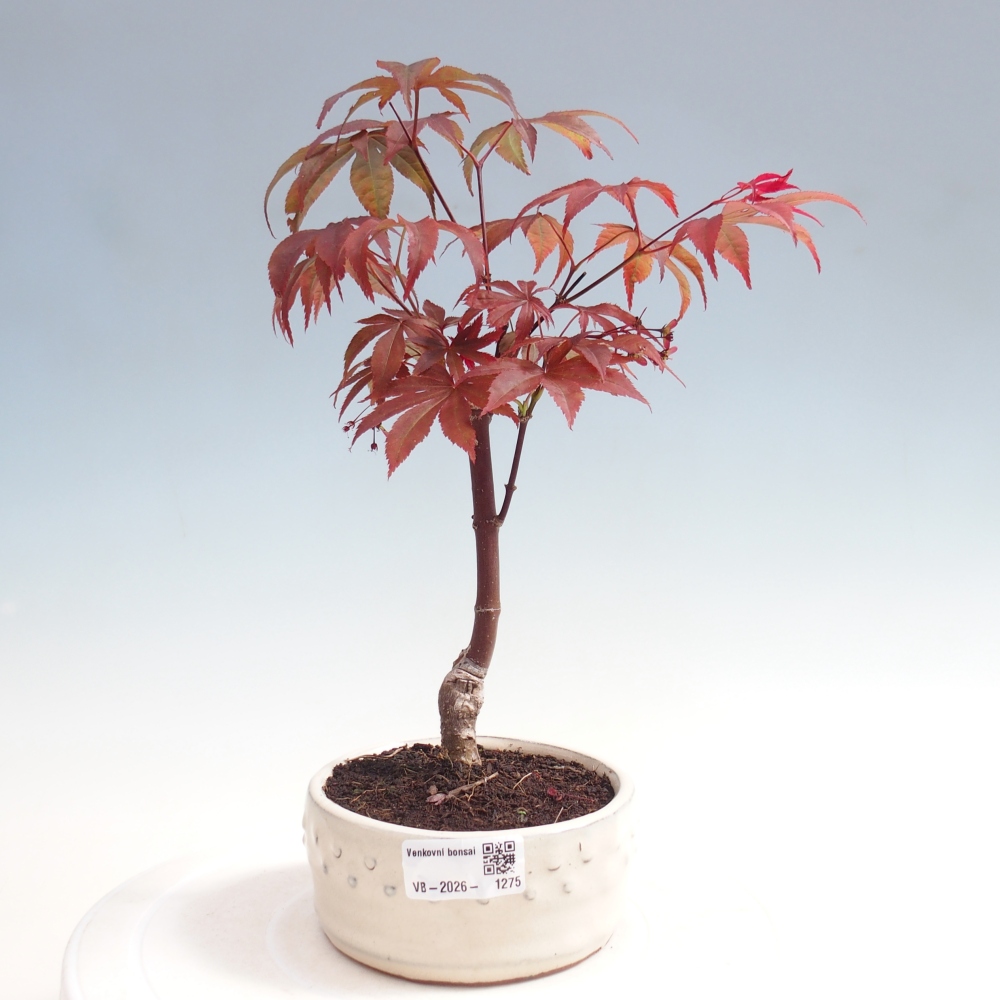 Bonsaï d'extérieur - Acer palm. Atropurpureum-Javor palmate