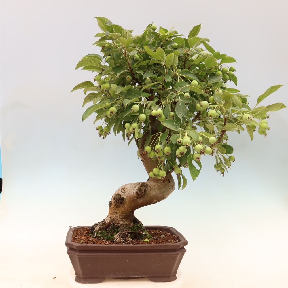 Bonsaï d'extérieur -Malus halliana - Pommier à petits fruits