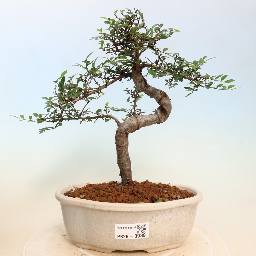 Bonsaï de chambre - Ulmus parvifolia - Orme à petites feuilles