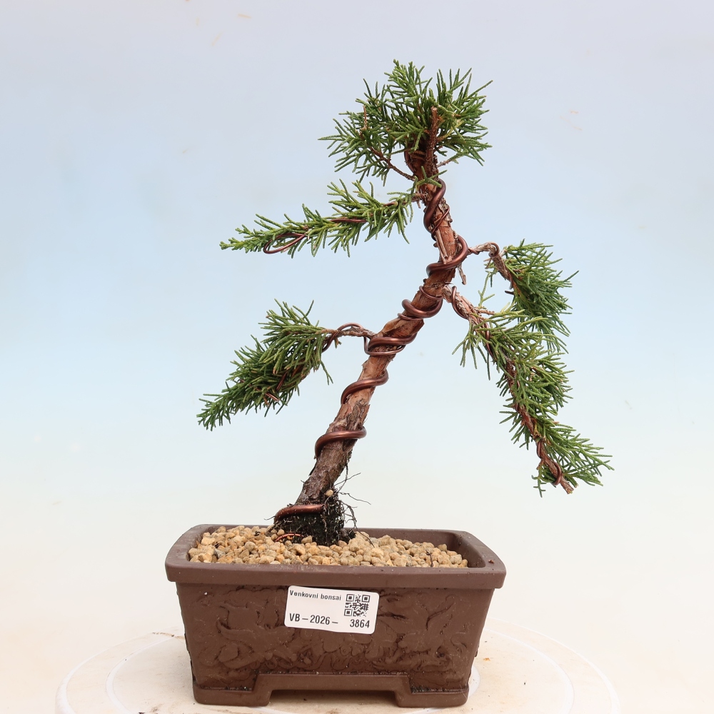 Bonsaï d'extérieur - Juniperus chinensis Kishu