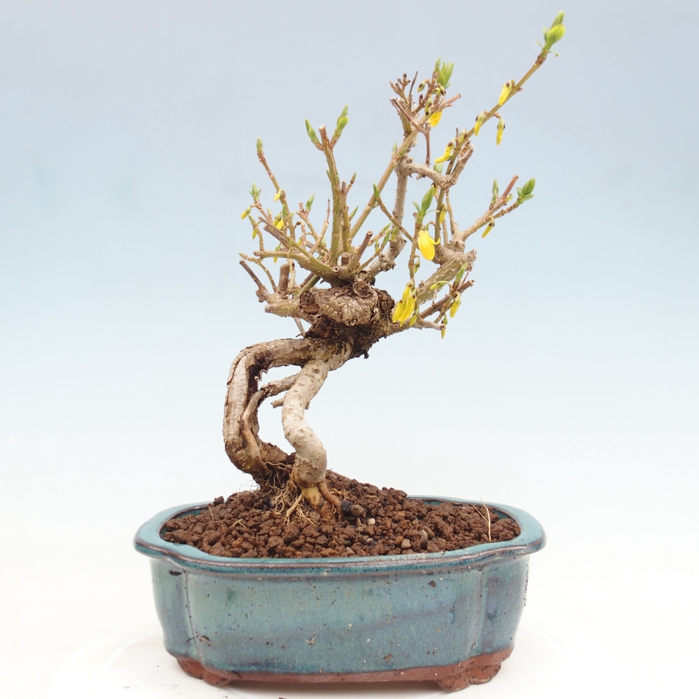 Bonsaï d'extérieur - Zlatice - Forsythia koreana