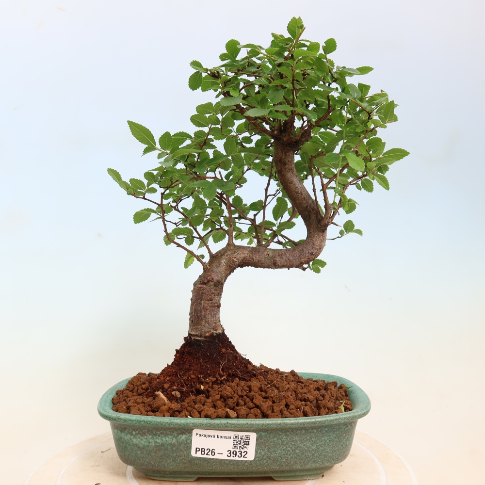 Bonsaï de chambre - Ulmus parvifolia - Orme à petites feuilles