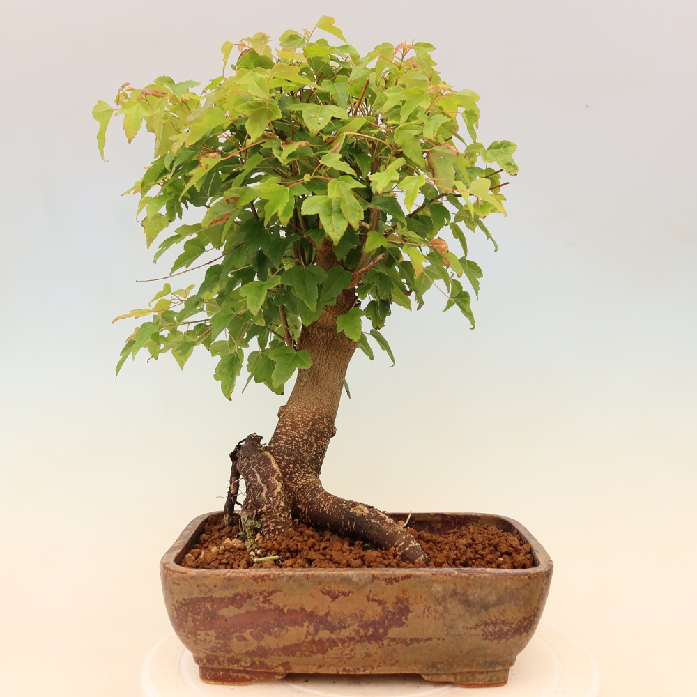 Bonsaï d'extérieur - Maple Burger - Acer Burgerianum