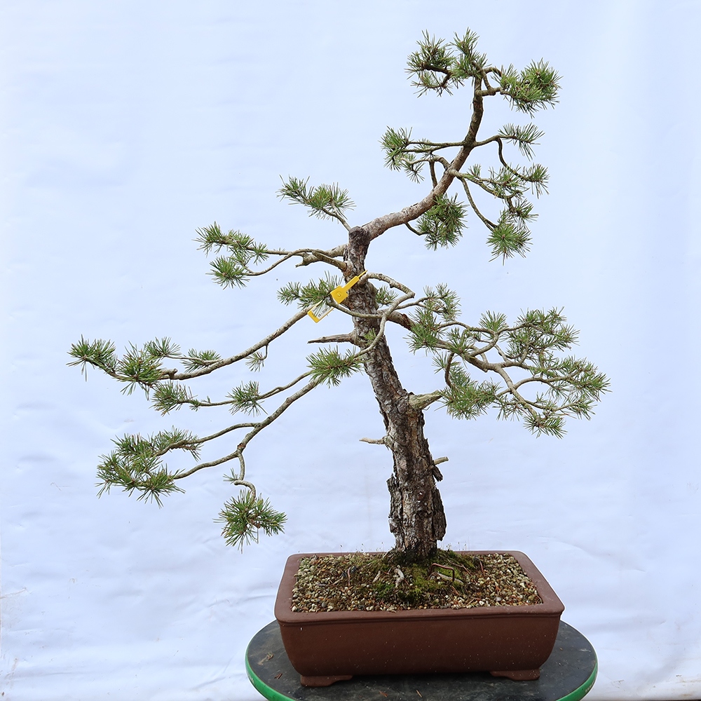 Pinus sylvestris Espagne - pin sylvestre