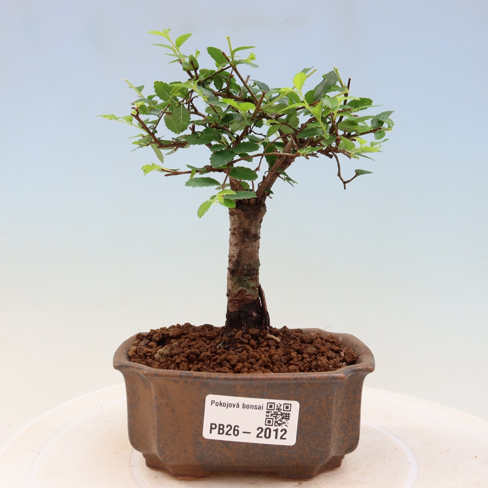 Bonsaï de chambre - Ulmus parvifolia - Orme à petites feuilles