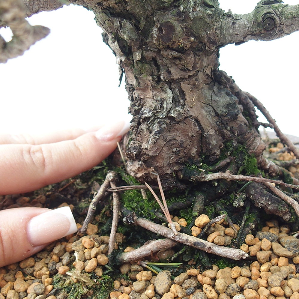Bonsaï d'extérieur - Pinus thunbergii Kotobuki - Pin de Thunberg