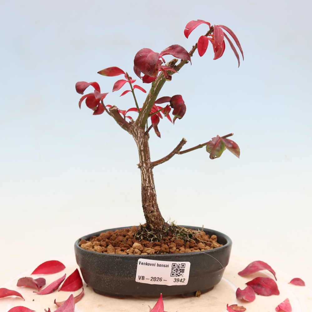 Bonsaï d'extérieur -  Euonymus alatus comactus  - fusain ailé
