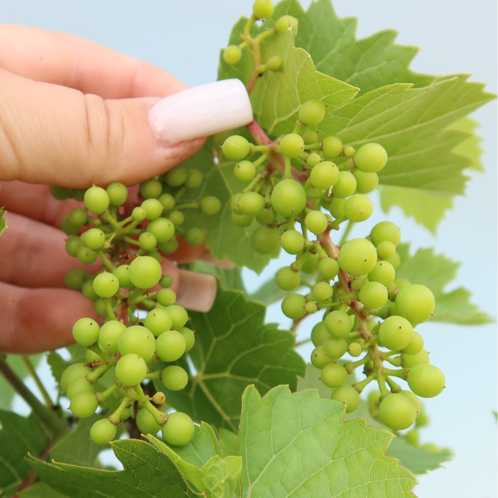 Bonsaï d'extérieur - Vigne - Vitis vinifera 