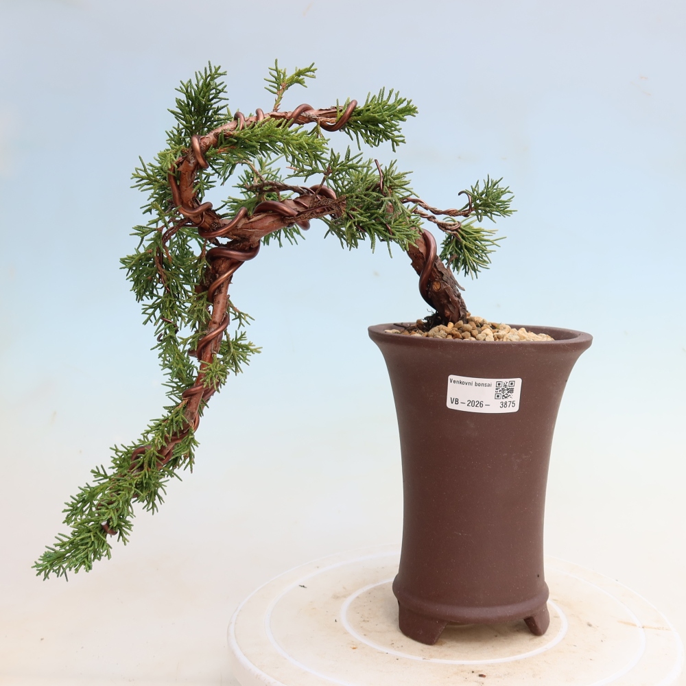 Bonsaï d'extérieur - Juniperus chinensis Kishu