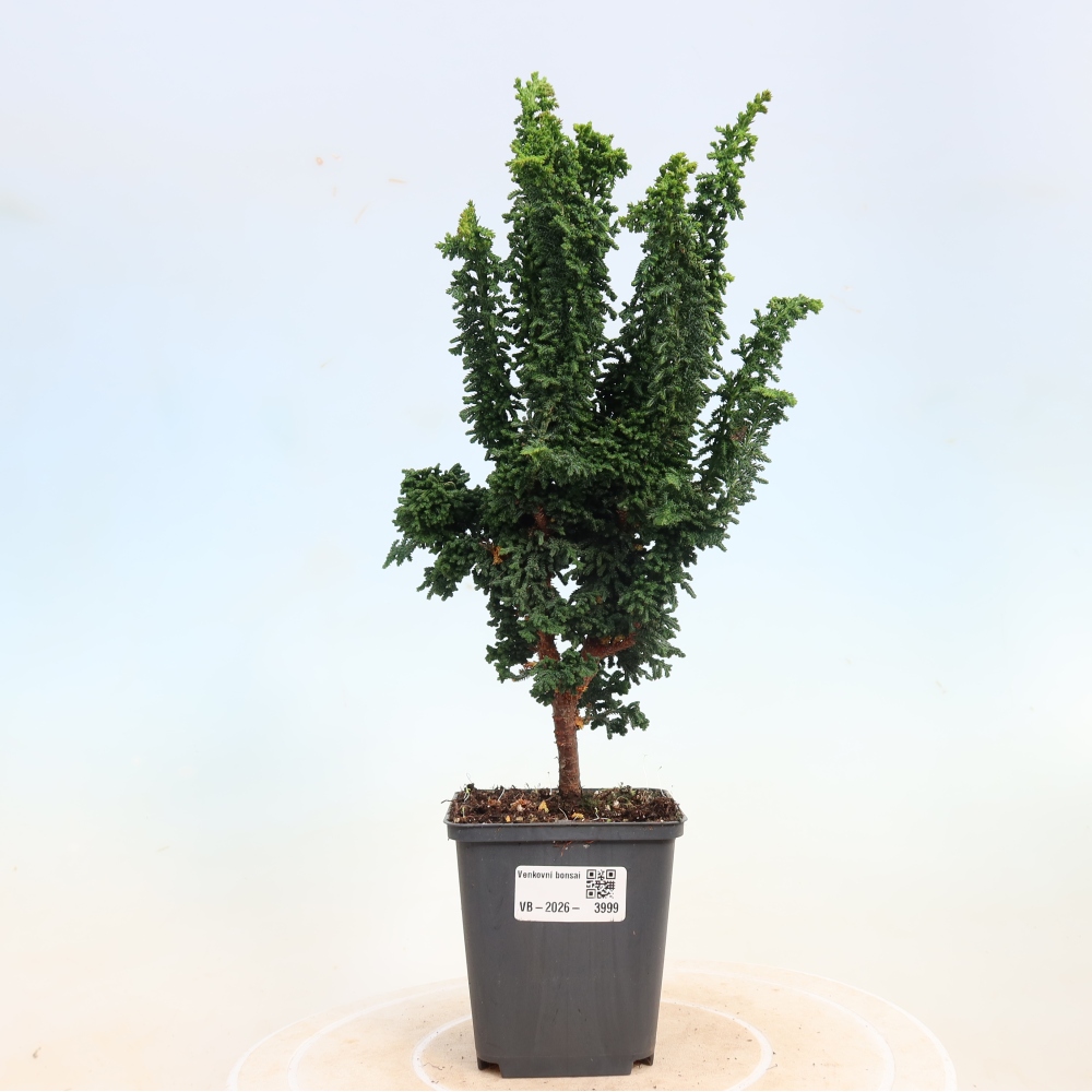 Bonsaï d'extérieur - Cham. obtusa SEKKA HINOKI - Cyprès