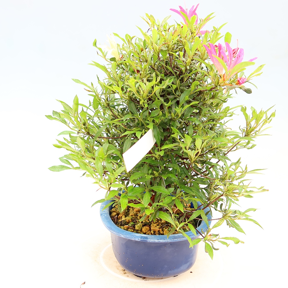 Bonsaïs d'extérieur - Azalée japonaise - Azalea Ryusen