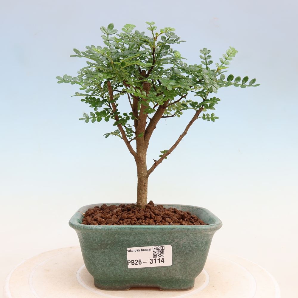 Salle bonsaï - Zantoxylum piperitum - arbre à poivre