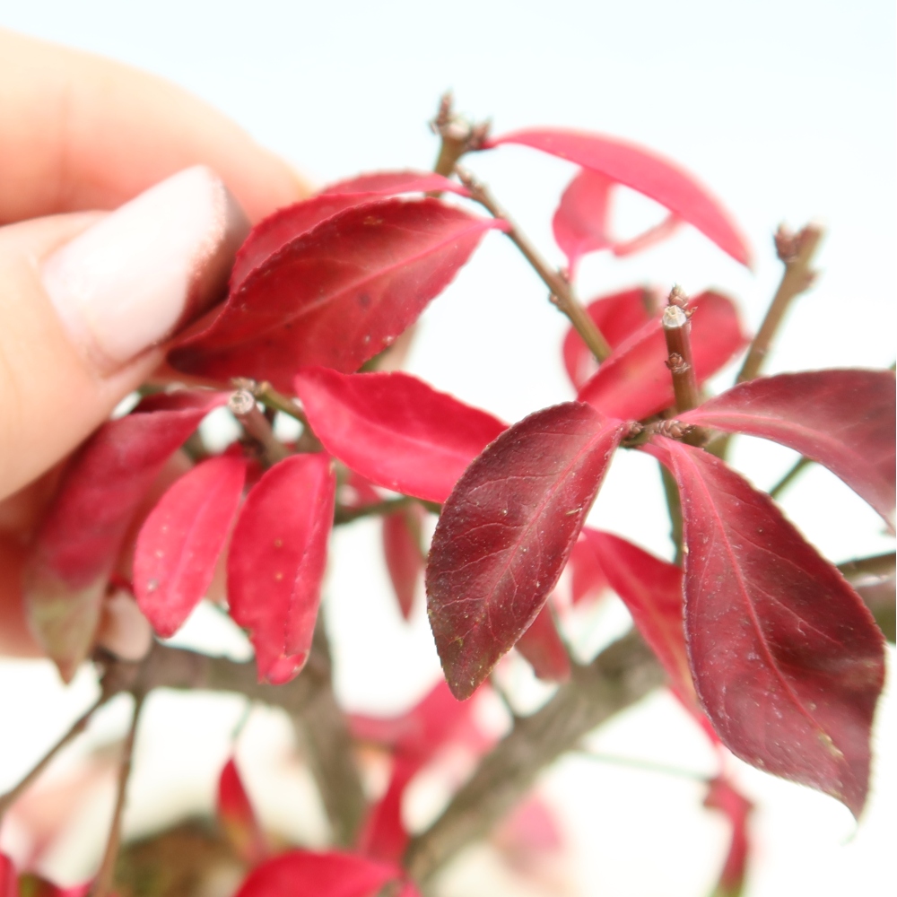 Bonsaï d'extérieur -  Euonymus alatus comactus  - fusain ailé