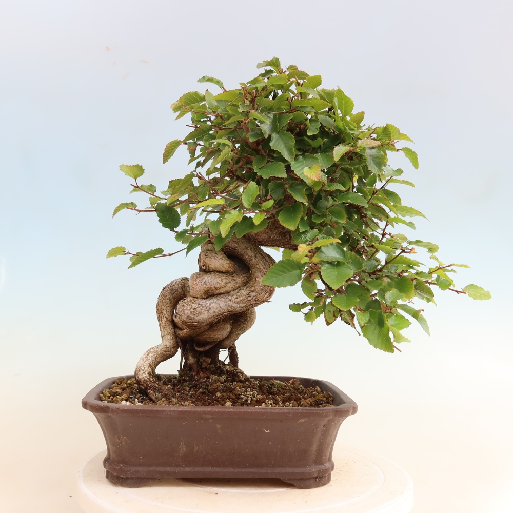 Bonsaï d'extérieur -Carpinus CARPINOIDES - Charme de Corée