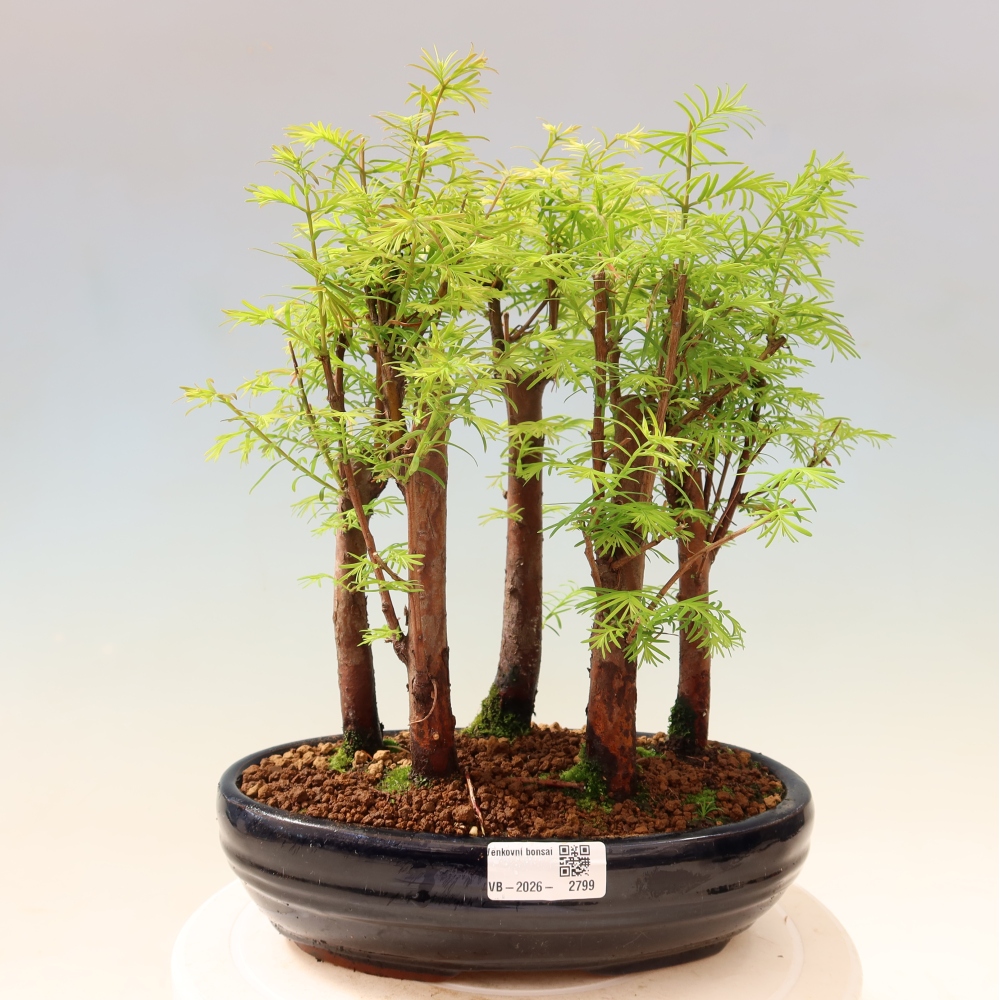 Bonsaï d'extérieur - Metasequoia glyptostroboides - Métaséquoia de Chine - petit bosquet