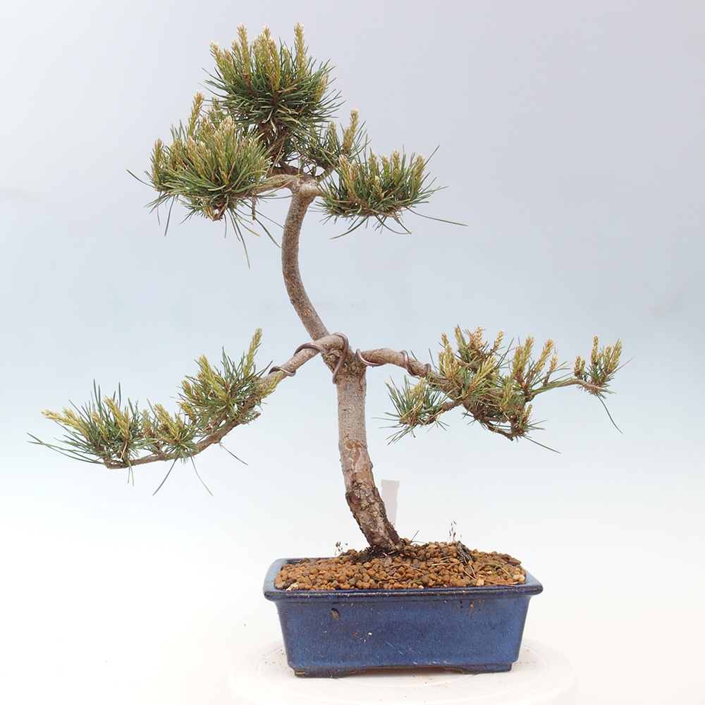 Bonsaï d'extérieur - Pinus Sylvestris Watererri - Pin sylvestre