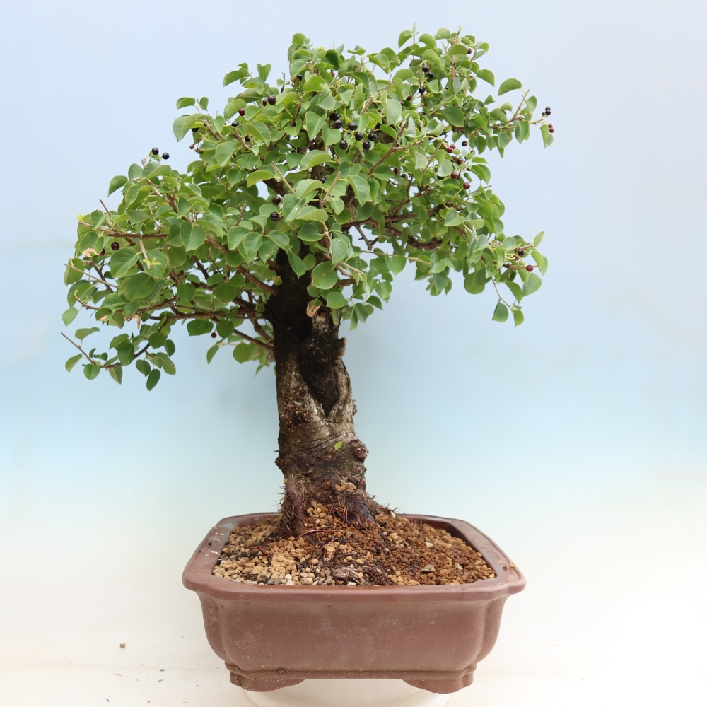 Bonsaï d'extérieur - Mahalebka - Prunus mahaleb