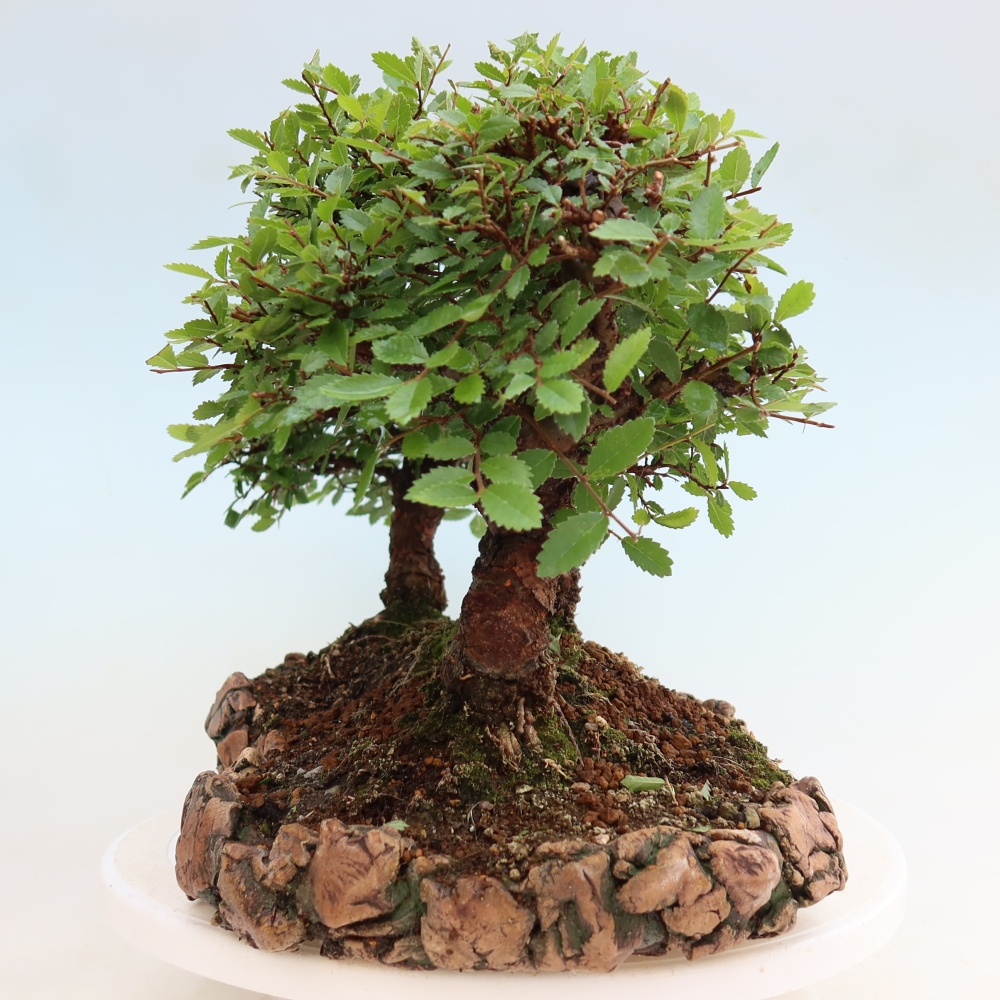 Bonsaï d'extérieur - Zelkova - Zelkova NIRE - petit bosquet