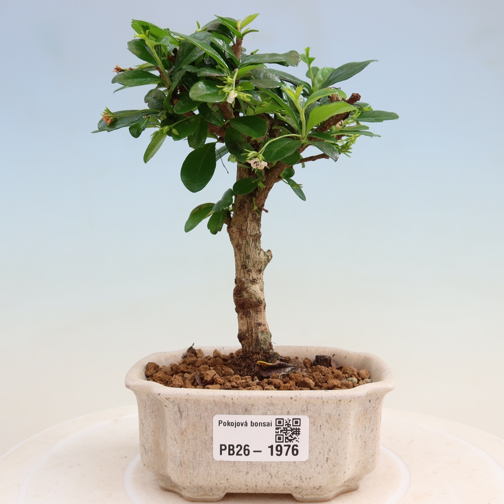 Bonsaï de chambre - Carmona macrophylla - Tea fuki