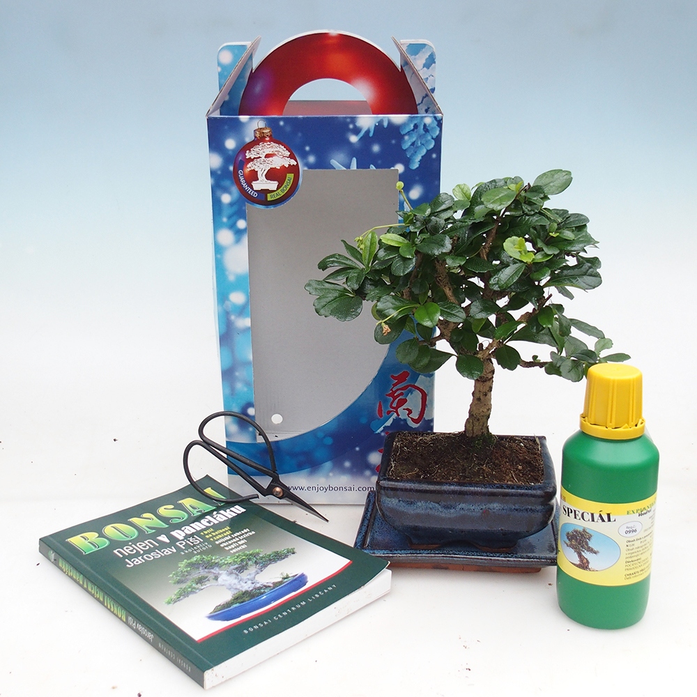 Bonsaï de chambre en boîte cadeau Carmona microphylla - Tea fuki