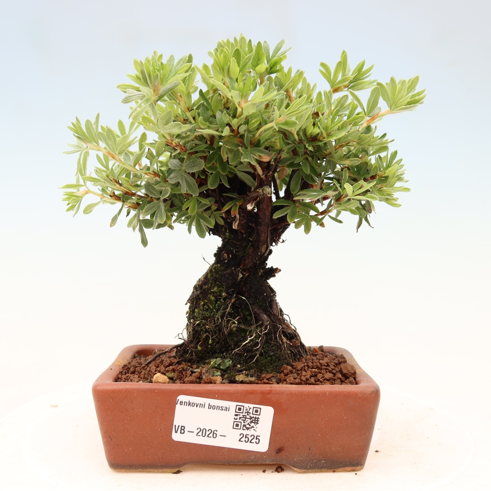 Bonsaï d'extérieur - Potentila fruticosa