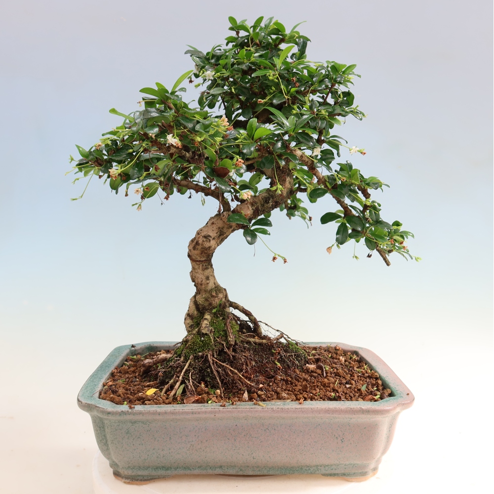 Bonsaï de chambre - Carmona macrophylla - Tea fuki