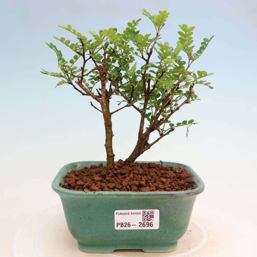Salle bonsaï - Zantoxylum piperitum - arbre à poivre