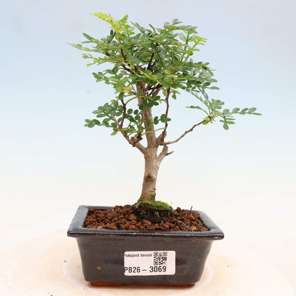 Salle bonsaï - Zantoxylum piperitum - arbre à poivre