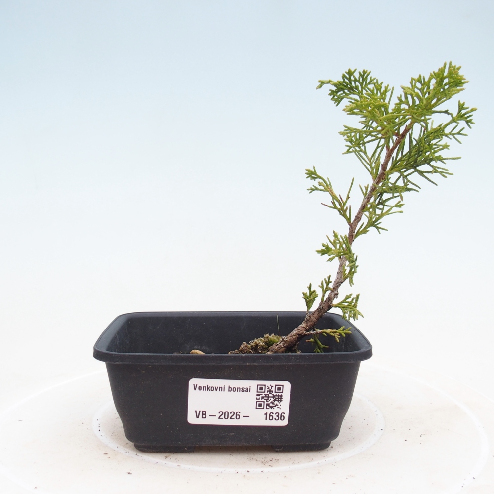Bonsaï d'extérieur - Juniperus chinensis Itoigawa