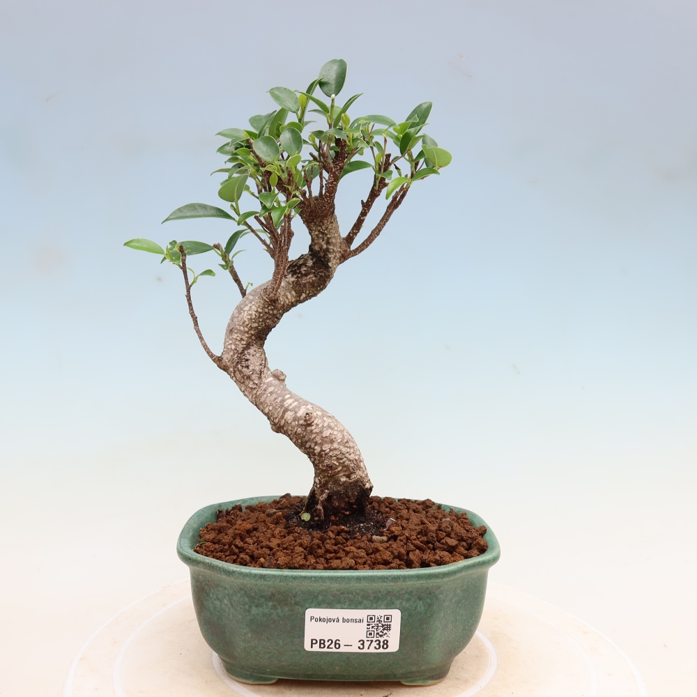 Salle bonsaï - Ficus kimmen - ficus à petites feuilles