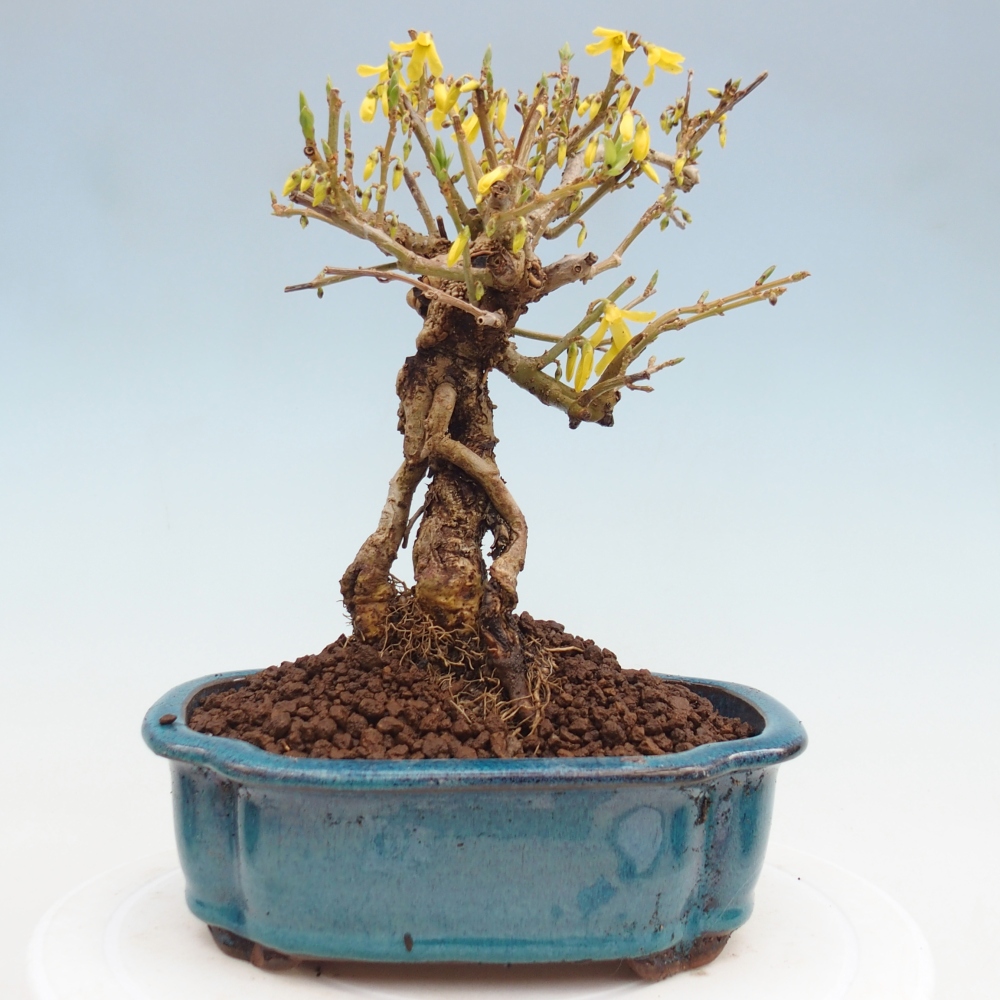 Bonsaï d'extérieur - Zlatice - Forsythia koreana