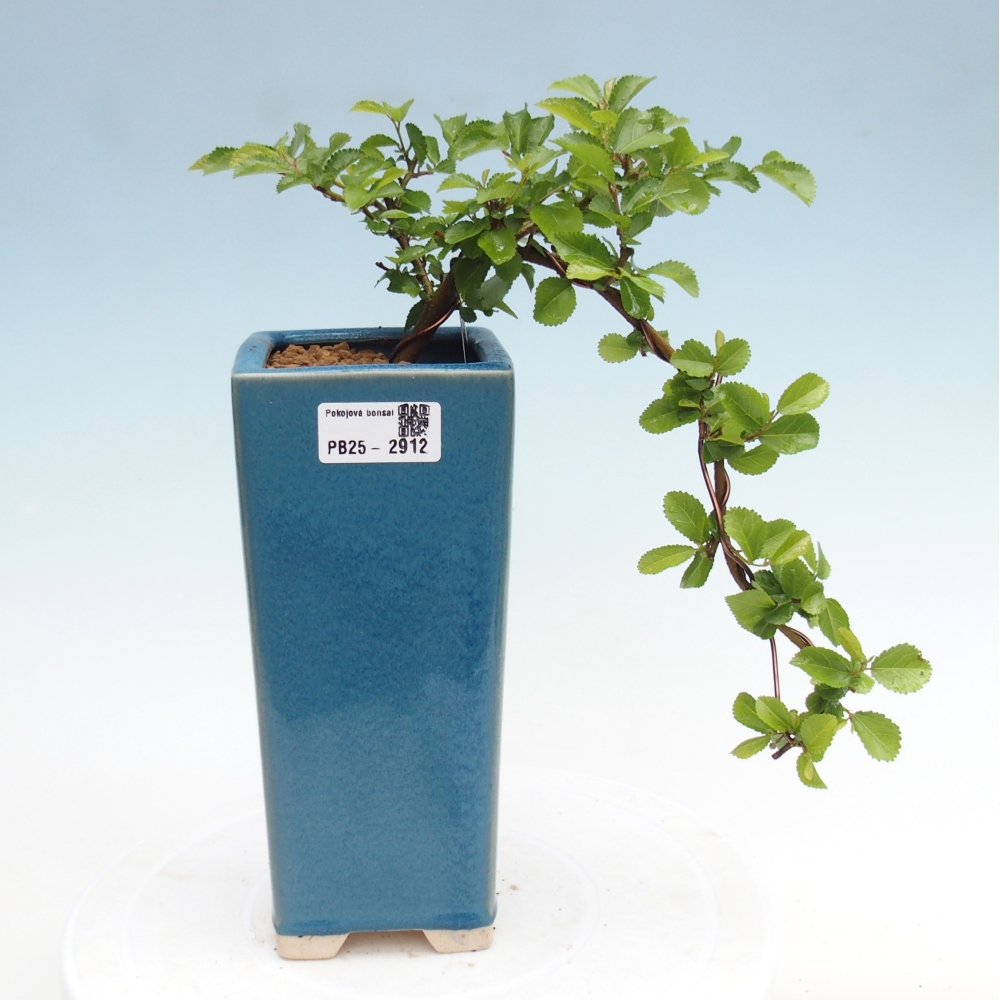 Bonsaï d'intérieur - Grewia occidentalis - Etoile de mer lavande