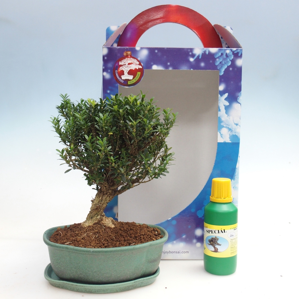 Bonsaï de chambre en boîte cadeau Buxus harlandii - buxus liège