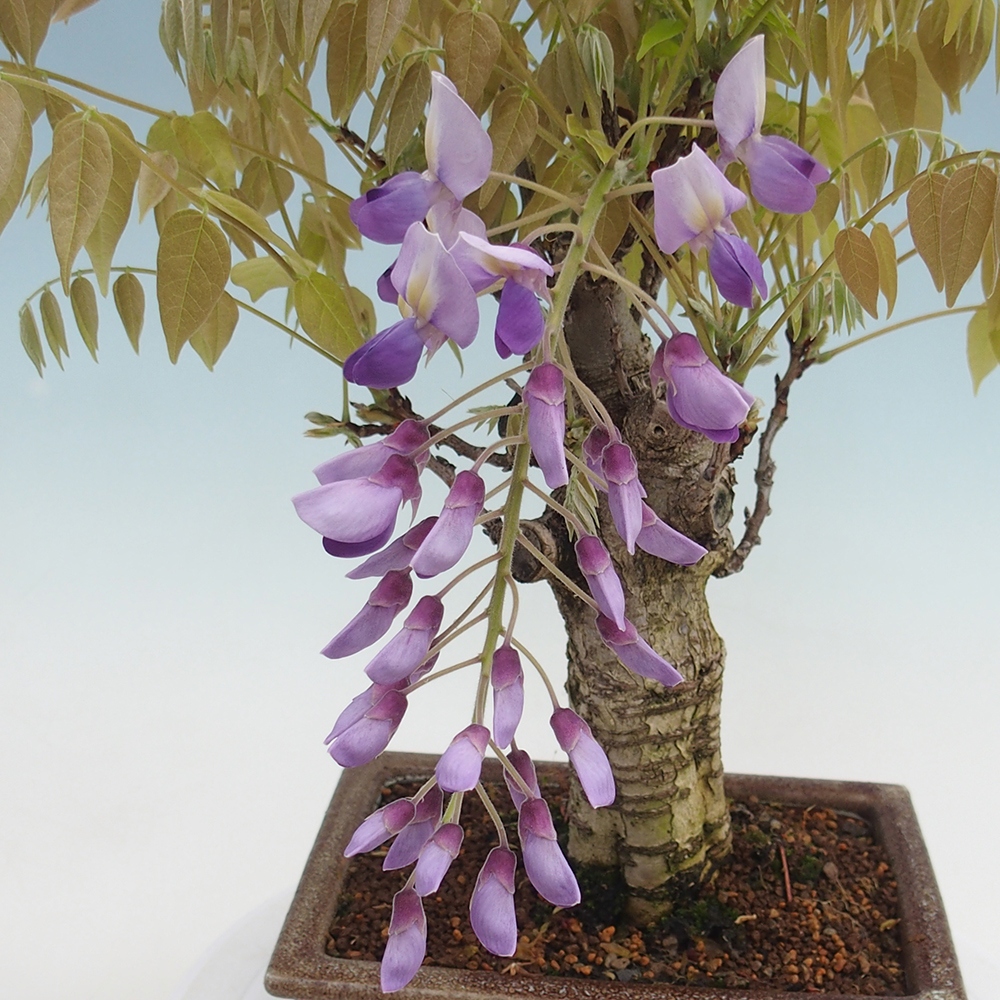 Bonsaï d'extérieur - Wisteria floribunda