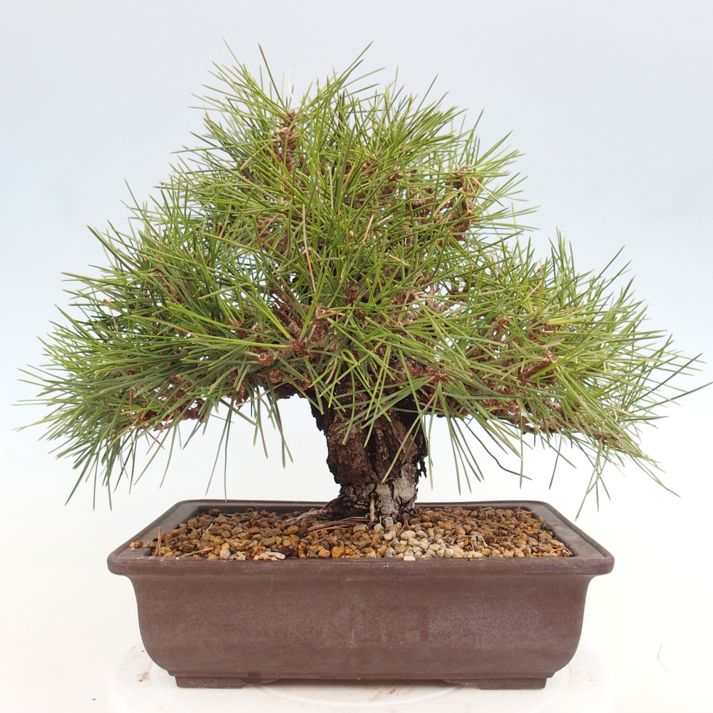 Bonsaï d'extérieur - Pinus thunbergii - Pin de Thunberg