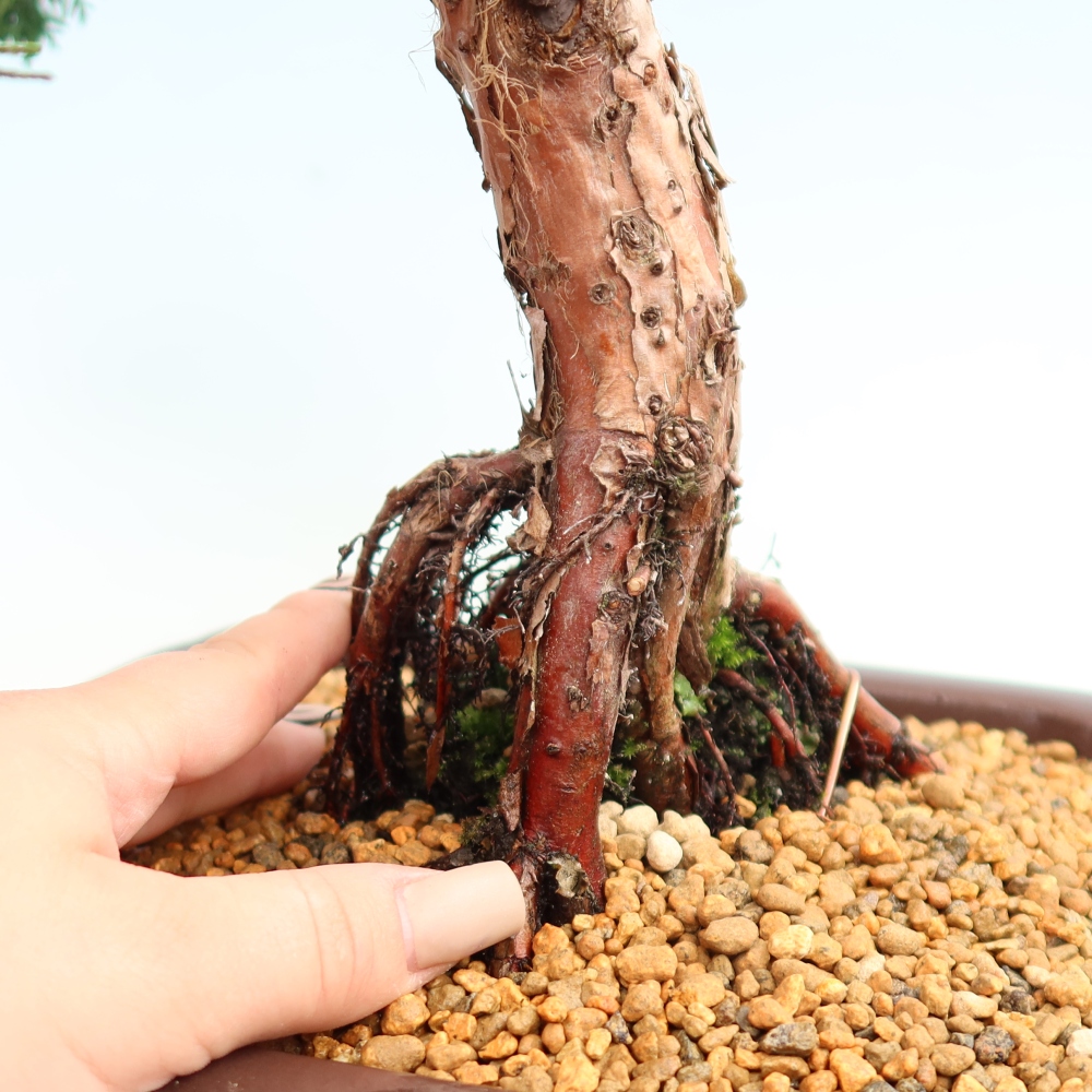 Bonsaï d'extérieur - Juniperus chinensis Kishu