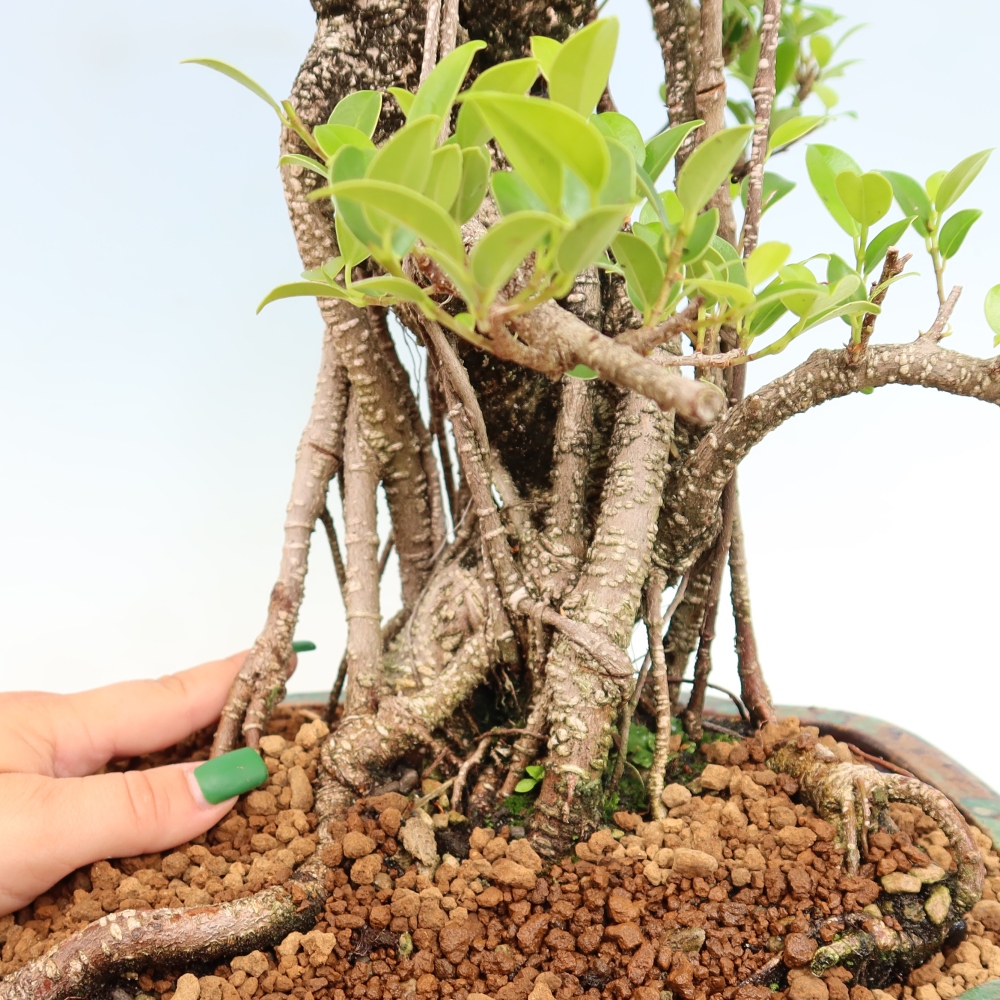 Salle bonsaï - Ficus kimmen - ficus à petites feuilles