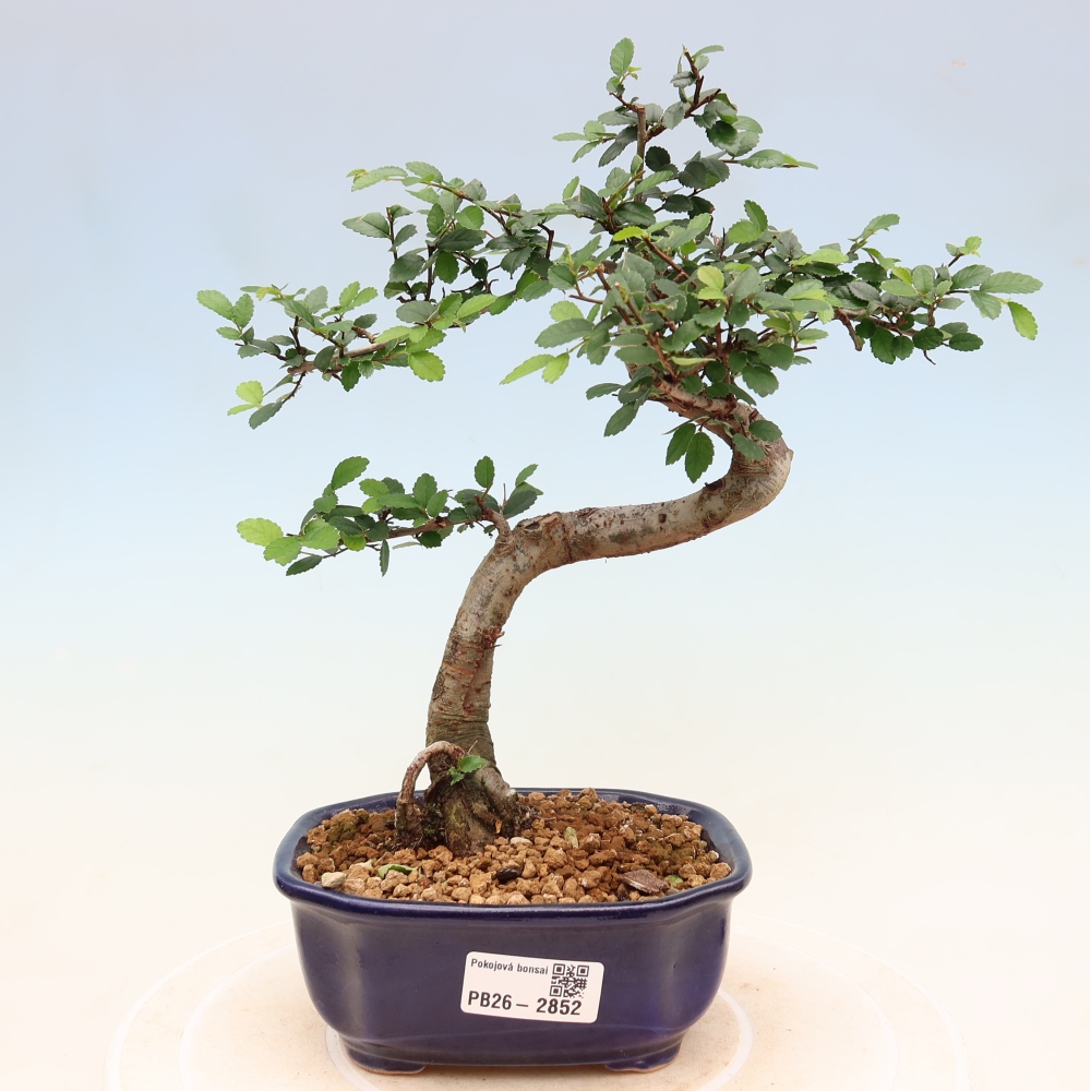 Bonsaï de chambre - Ulmus parvifolia - Orme à petites feuilles