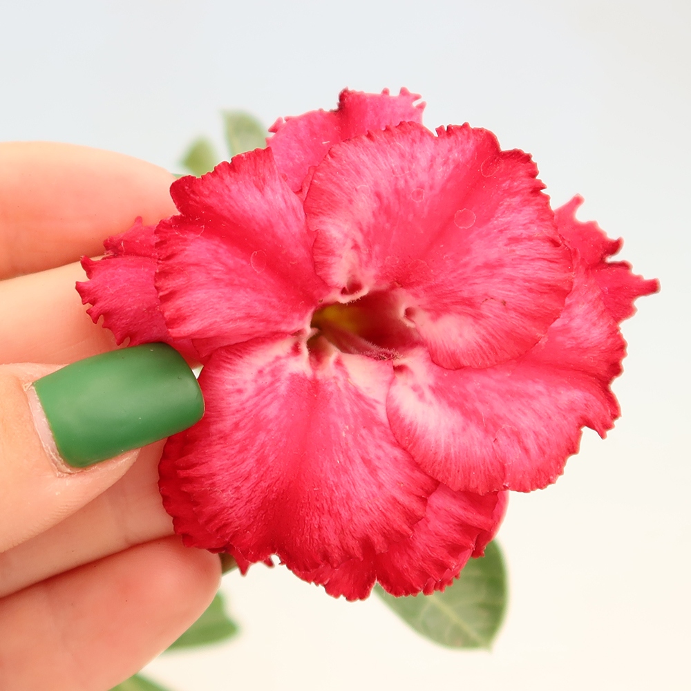 Bonsaï d'intérieur - Adenium obesum greffé V.F.S.326  - Rose du désert