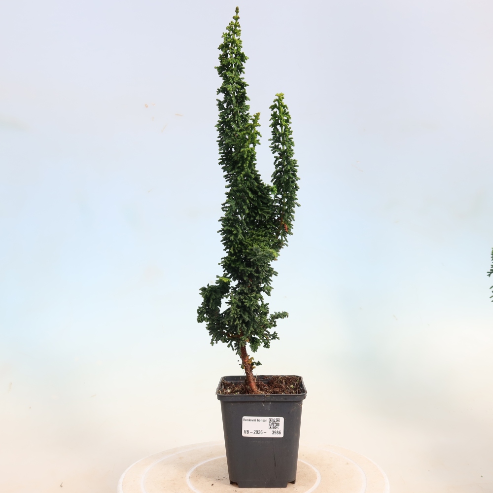 Bonsaï d'extérieur - Cham. obtusa SEKKA HINOKI - Cyprès