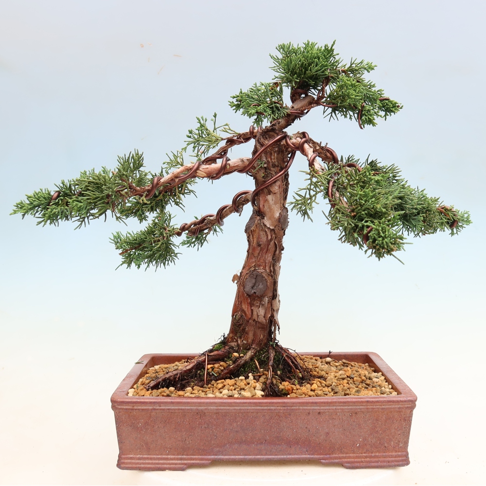 Bonsaï d'extérieur - Juniperus chinensis Kishu
