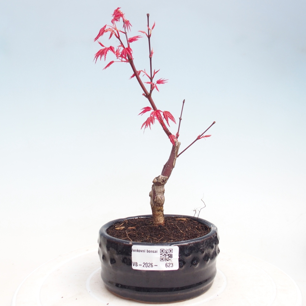 Bonsaï d'extérieur - Acer palmatum DESHOJO