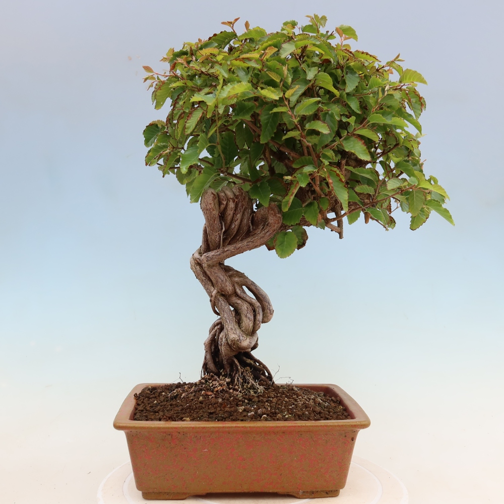 Bonsaï d'extérieur -Carpinus Coreana - Charme de Corée